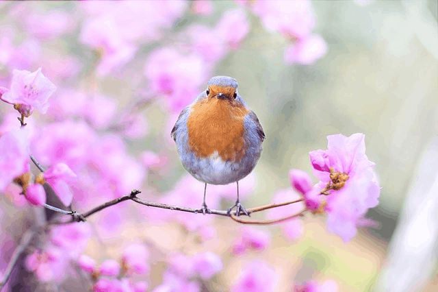 Over 3 Billion Birds Have Disappeared Since The 1970s