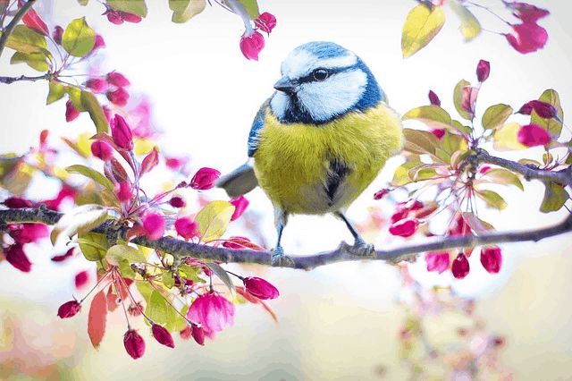 Over 3 Billion Birds Have Disappeared Since The 1970s