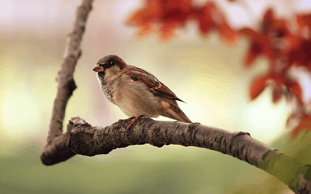 Over 3 Billion Birds Have Disappeared Since The 1970s