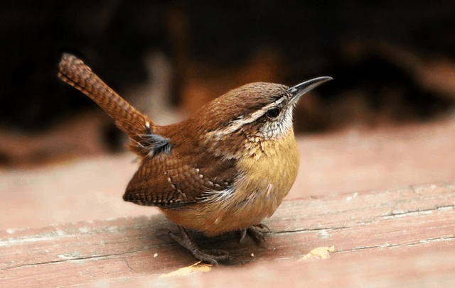 Over 3 Billion Birds Have Disappeared Since The 1970s