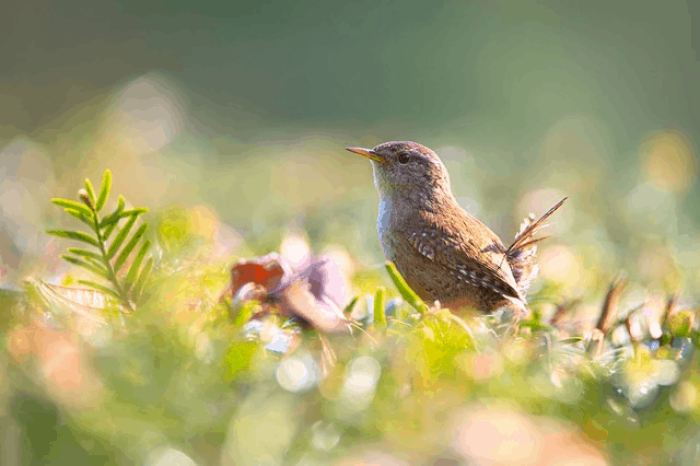 Over 3 Billion Birds Have Disappeared Since The 1970s