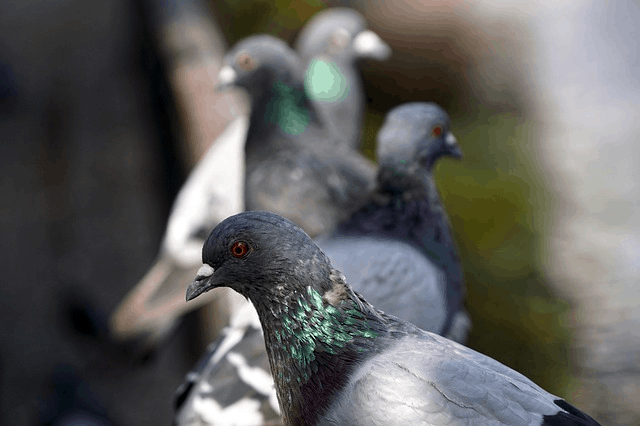 Over 3 Billion Birds Have Disappeared Since The 1970s