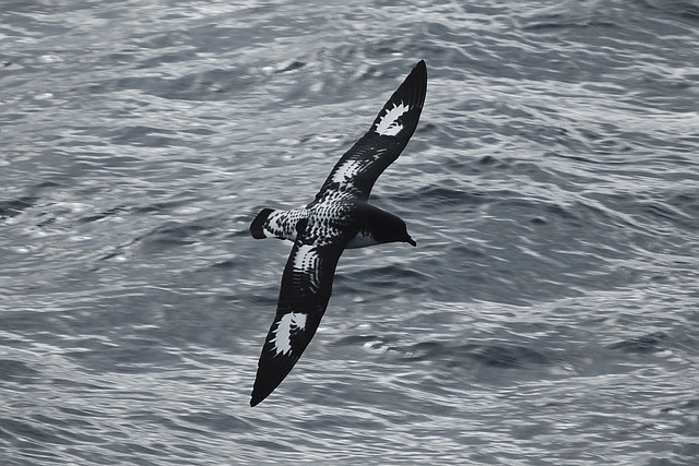 Over 3 Billion Birds Have Disappeared Since The 1970s