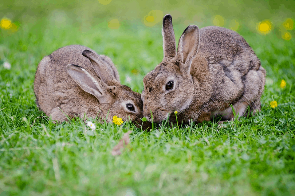 31 Animal Species that Take Survival to the Next Level