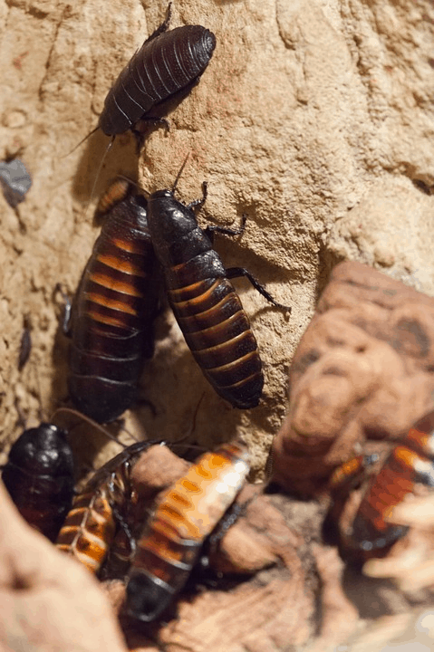 Cockroaches Are Now Immune to Insecticides, Making Them A Superbug