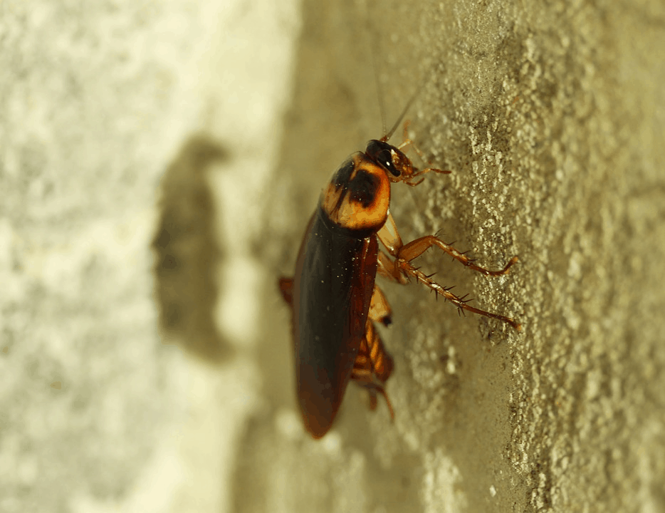 Cockroaches Are Now Immune to Insecticides, Making Them A Superbug