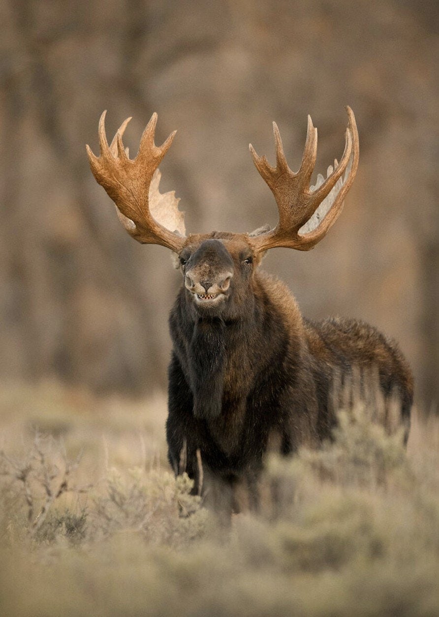 Here Are the Finalists for the Most Comedic Wildlife Photos of the Year