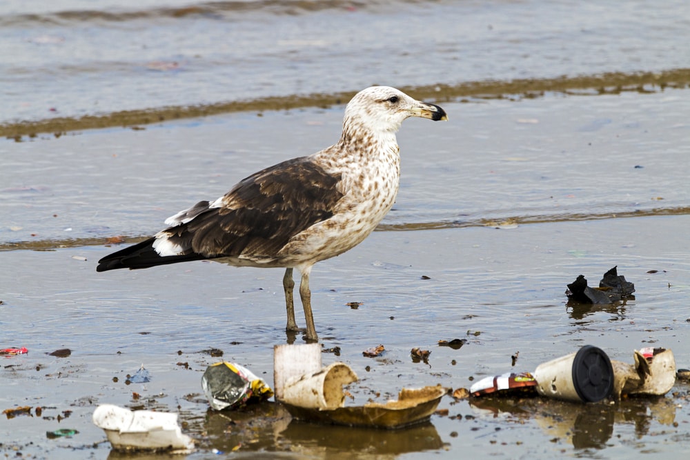 Humans Have Polluted these Places Beyond Recognition