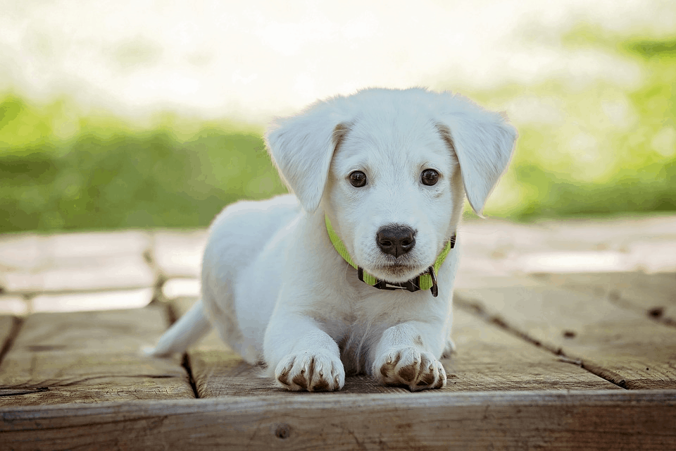 The Dog Descendants Who Survived Chernobyl Can be Adopted