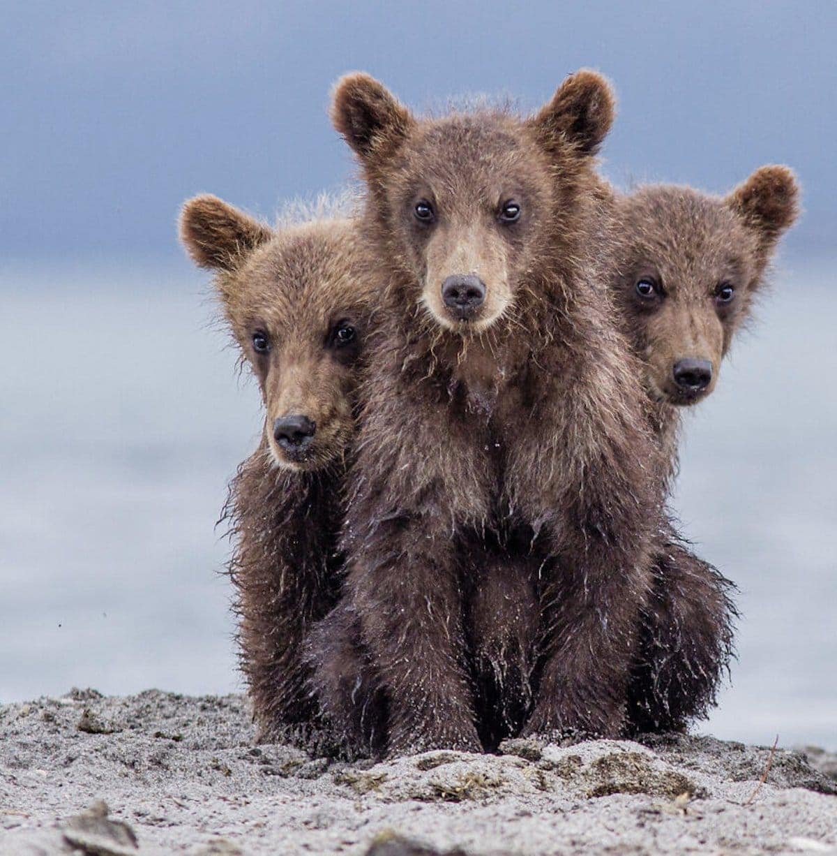 Here Are the Finalists for the Most Comedic Wildlife Photos of the Year