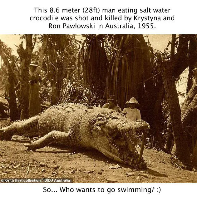 Why Saltwater Crocodiles Are The Scariest Reptile Alive