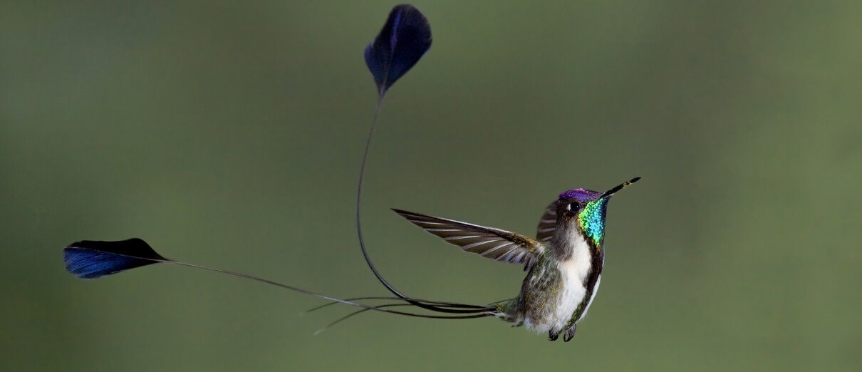 The Most Unusual Animal Courtship Rituals