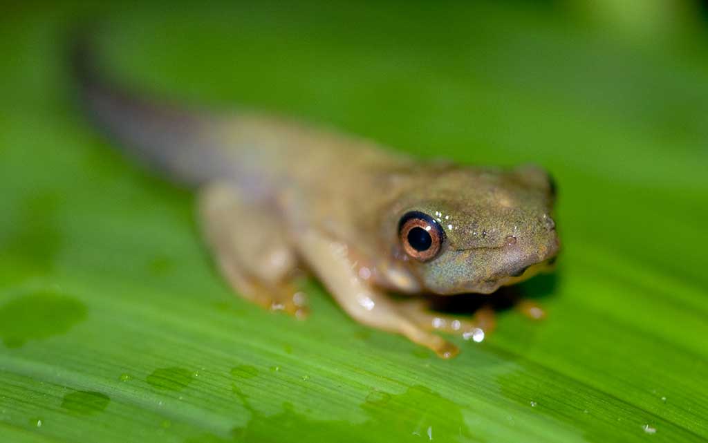 The Most Extreme Animal Babies In Nature