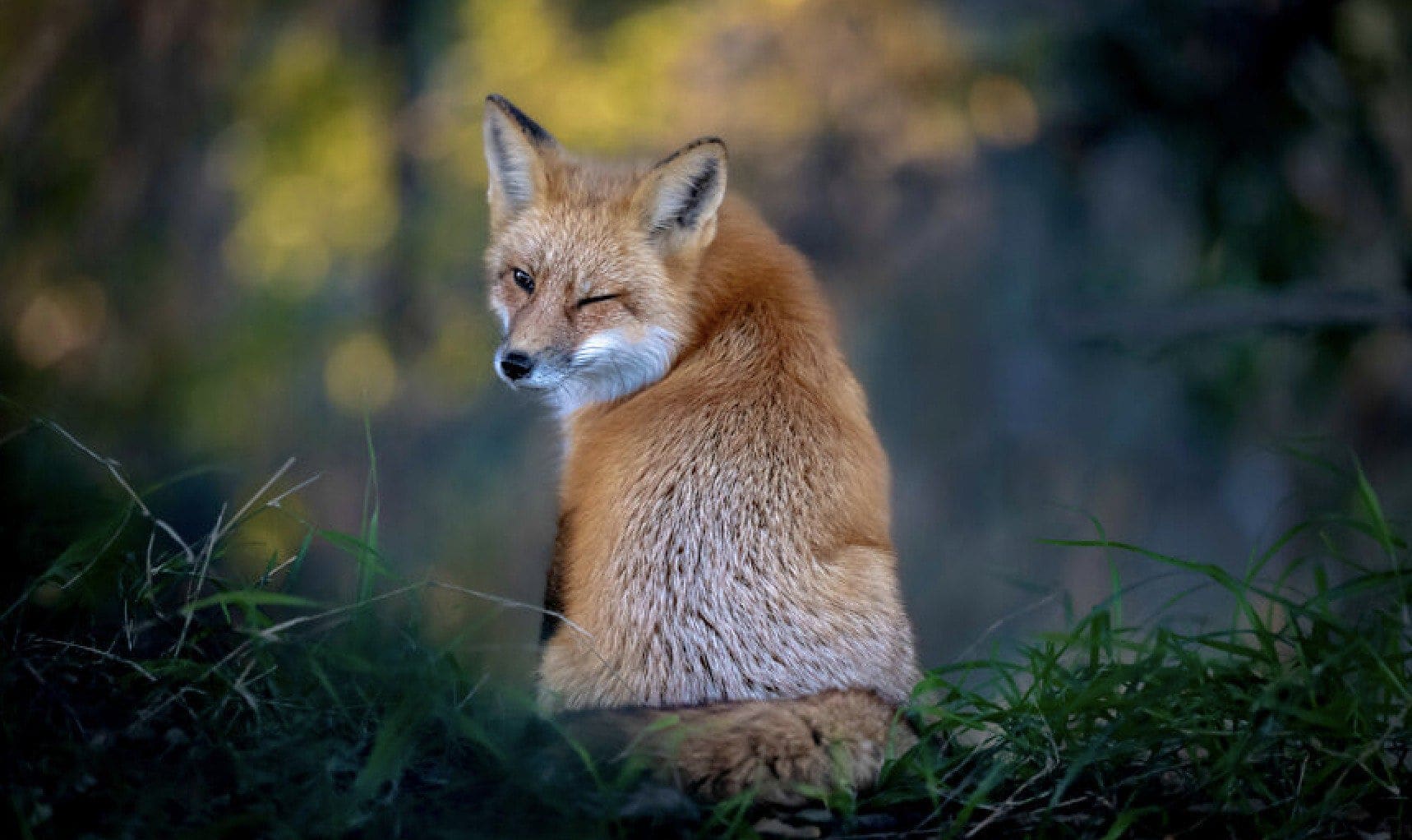 Here Are the Finalists for the Most Comedic Wildlife Photos of the Year