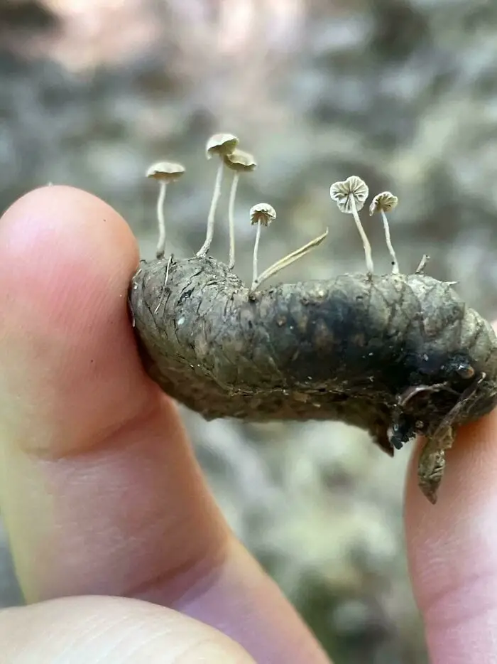 These People Found Mushrooms So Incredible, They Had to Take It to the Internet