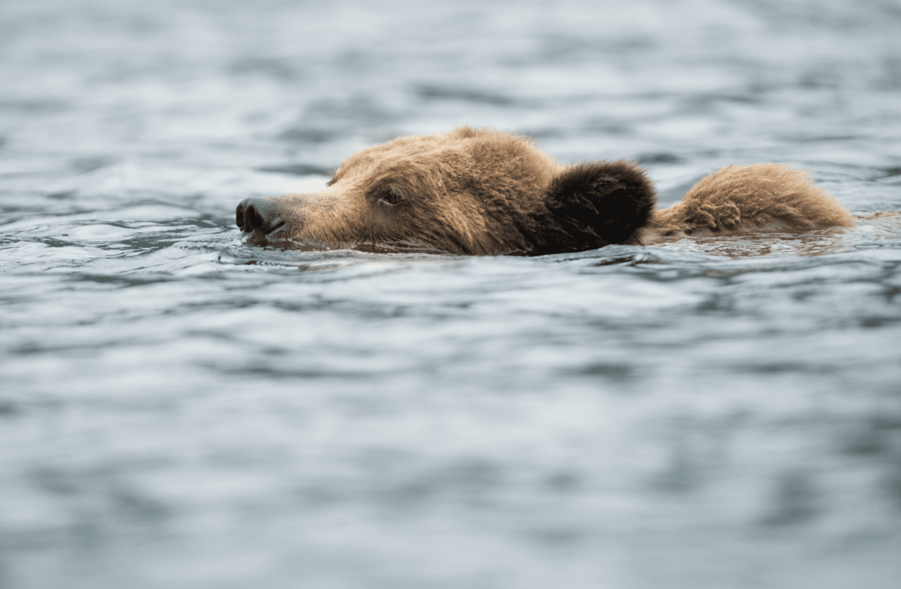 Wildlife Photographers Who Risked Their Lives For The Perfect Shot