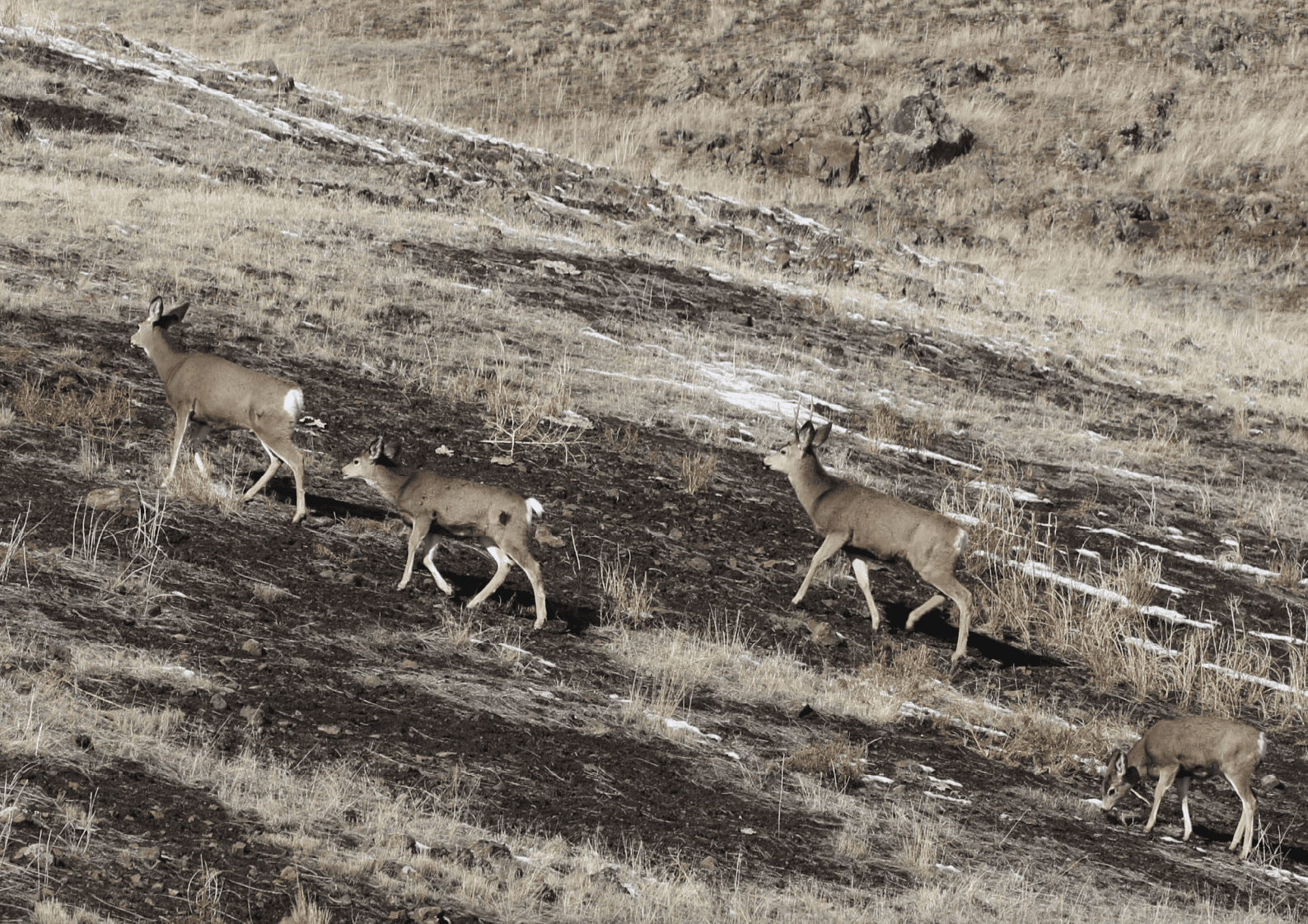 Extraordinary Animal Migration Journeys Across The World