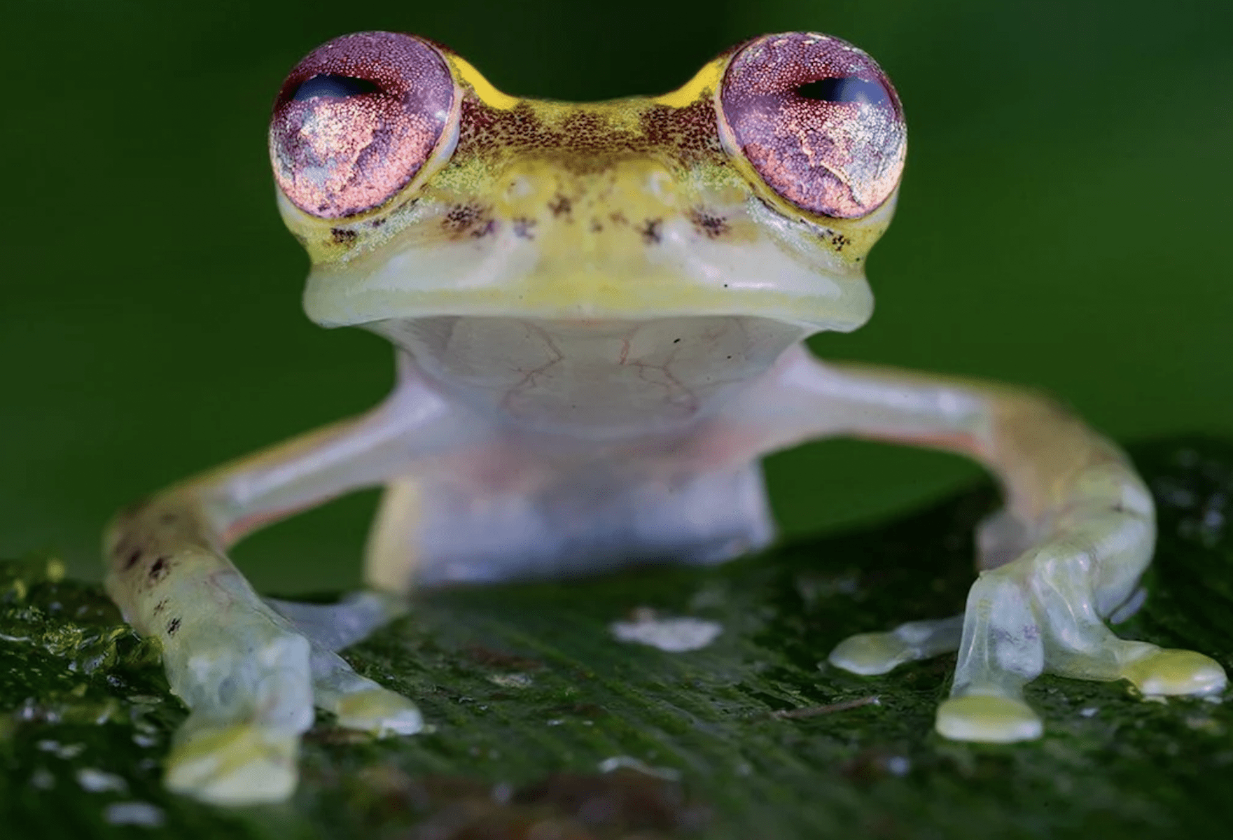 Rare Wildlife Photographs of Threatened Species