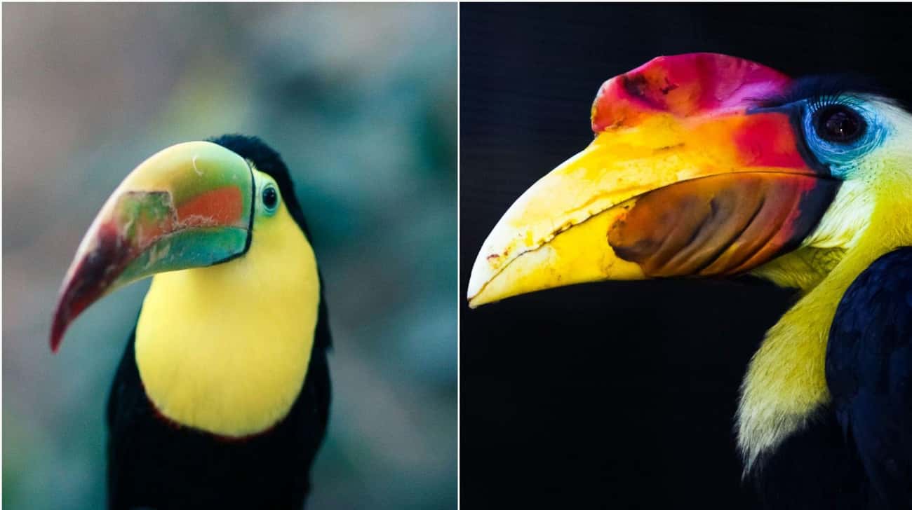 These Animal Species Don&#8217;t Live Near Each Other But Are Eerily Similar