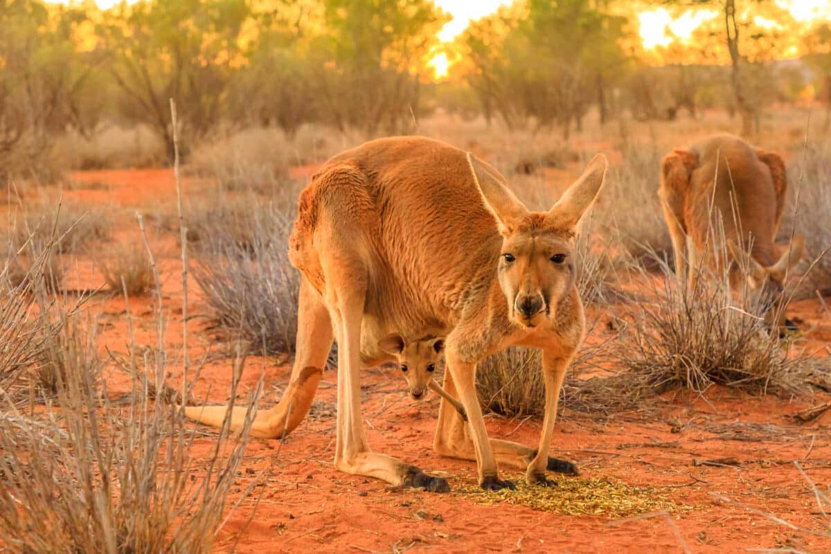 Extraordinary Animal Migration Journeys Across The World