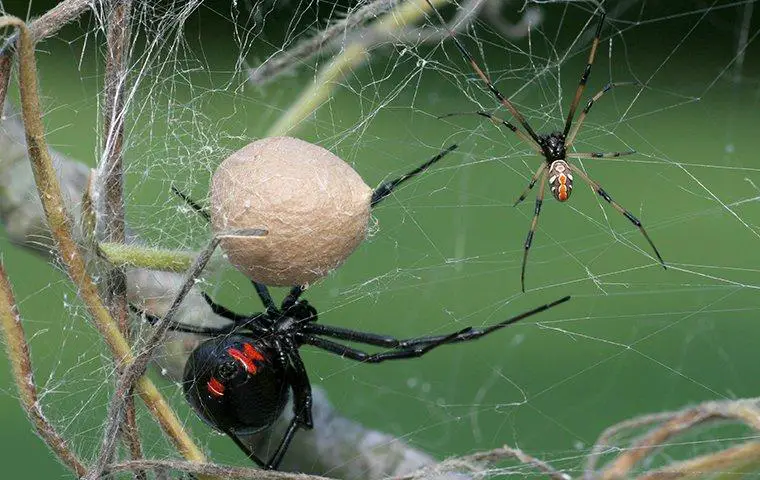 The Most Unusual Animal Courtship Rituals