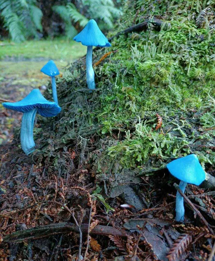 These People Found Mushrooms So Incredible, They Had to Take It to the Internet