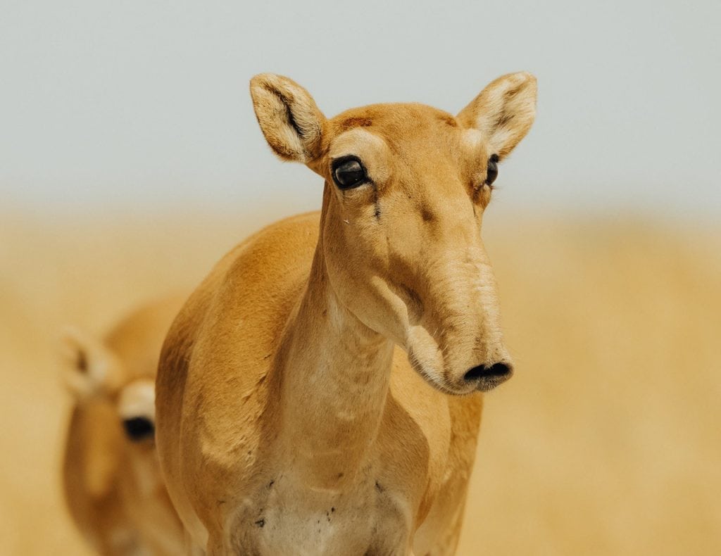 Extraordinary Animal Migration Journeys Across The World