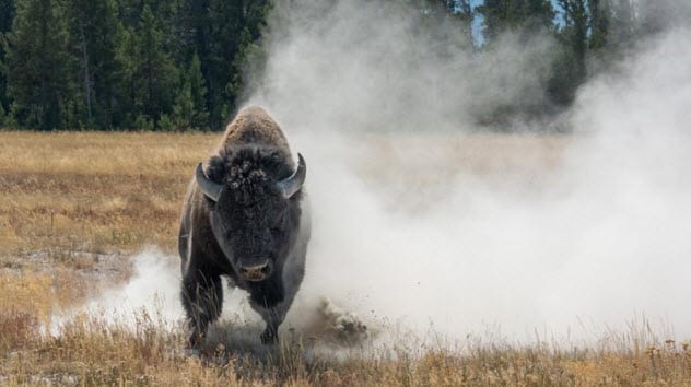 Wildlife Photographers Who Risked Their Lives For The Perfect Shot