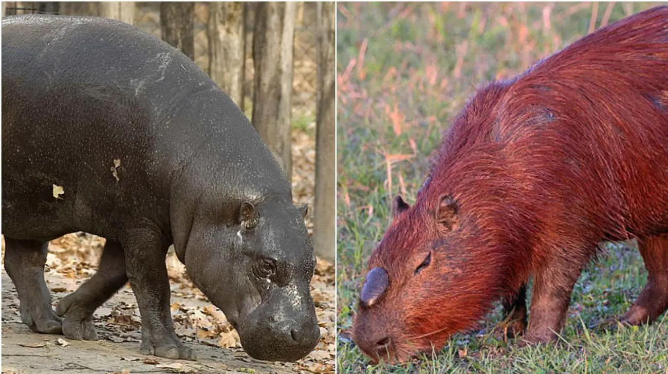 These Animal Species Don&#8217;t Live Near Each Other But Are Eerily Similar