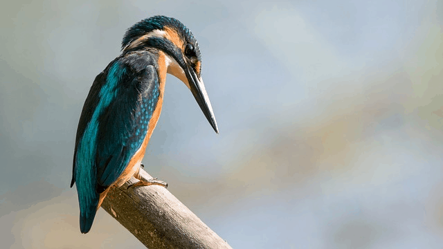 Over 3 Billion Birds Have Disappeared Since The 1970s