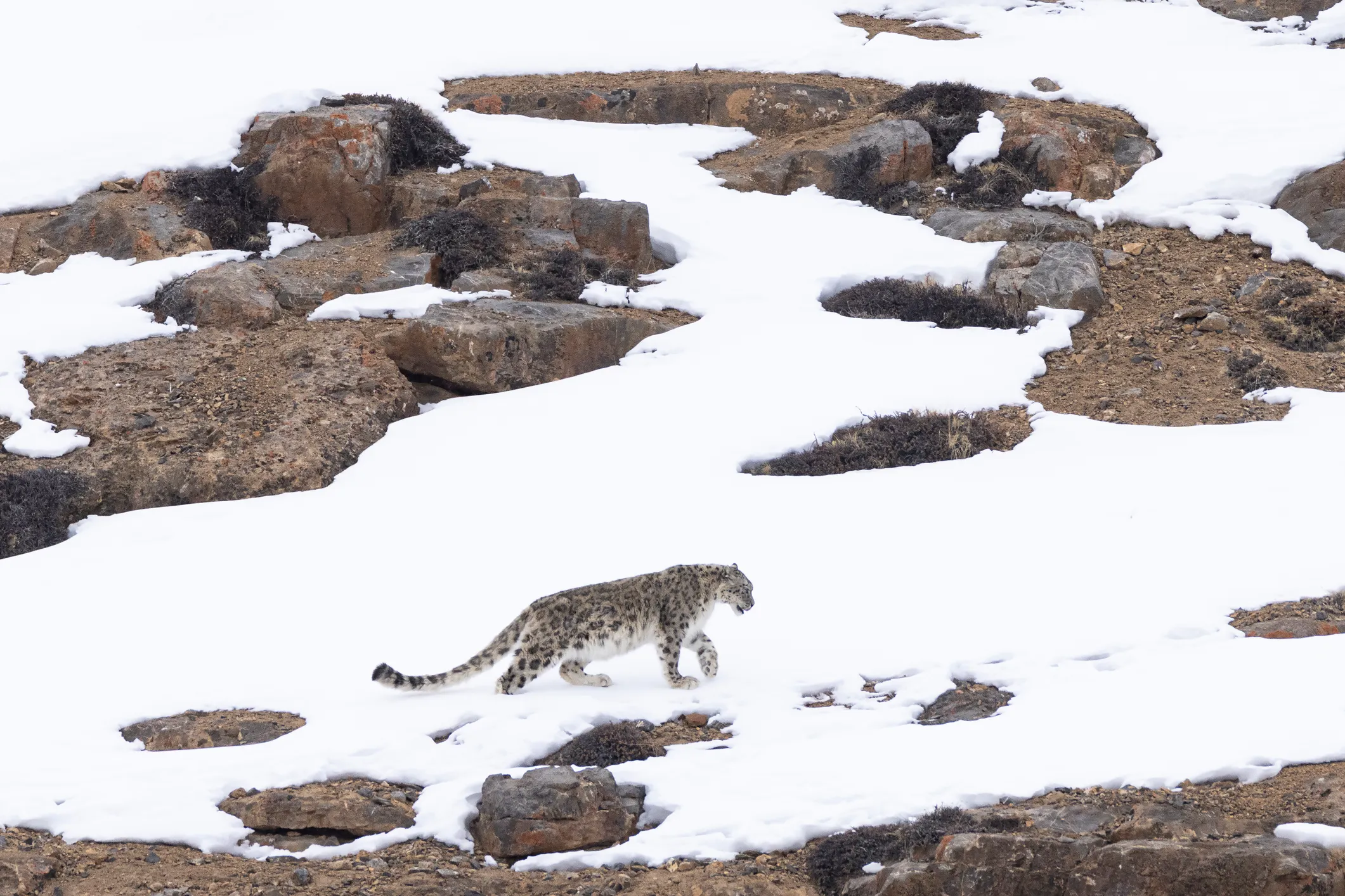 The Most Extreme Animal Babies In Nature