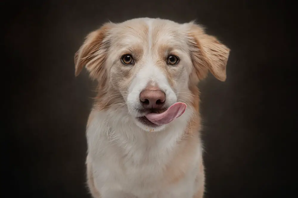 Heartwarming Photographs Show Man’s Best Friend Up Close and Personal