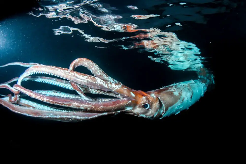 Mindblowing Facts About The Deep Ocean Most People Don&#8217;t Know