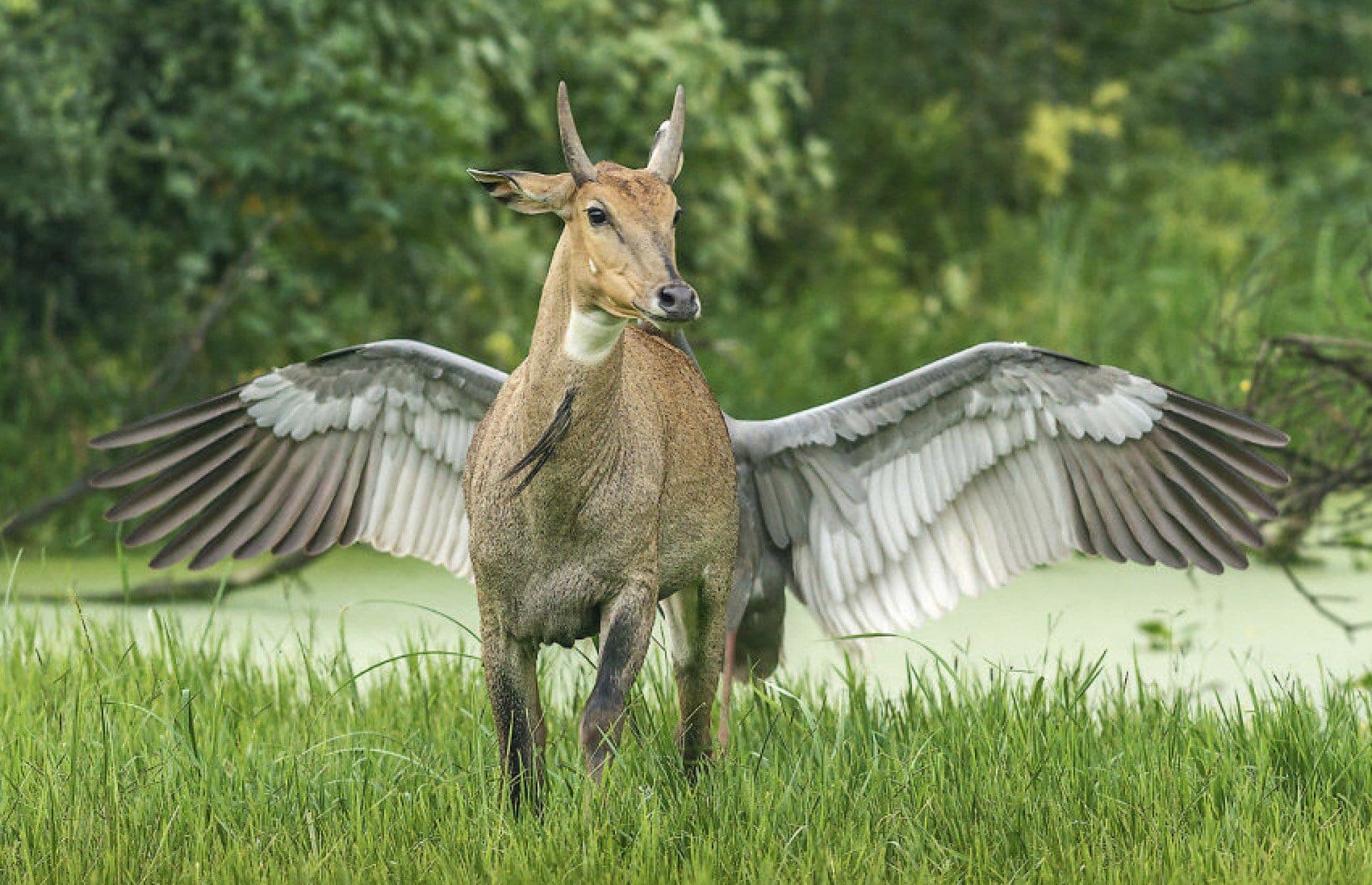 Here Are the Finalists for the Most Comedic Wildlife Photos of the Year