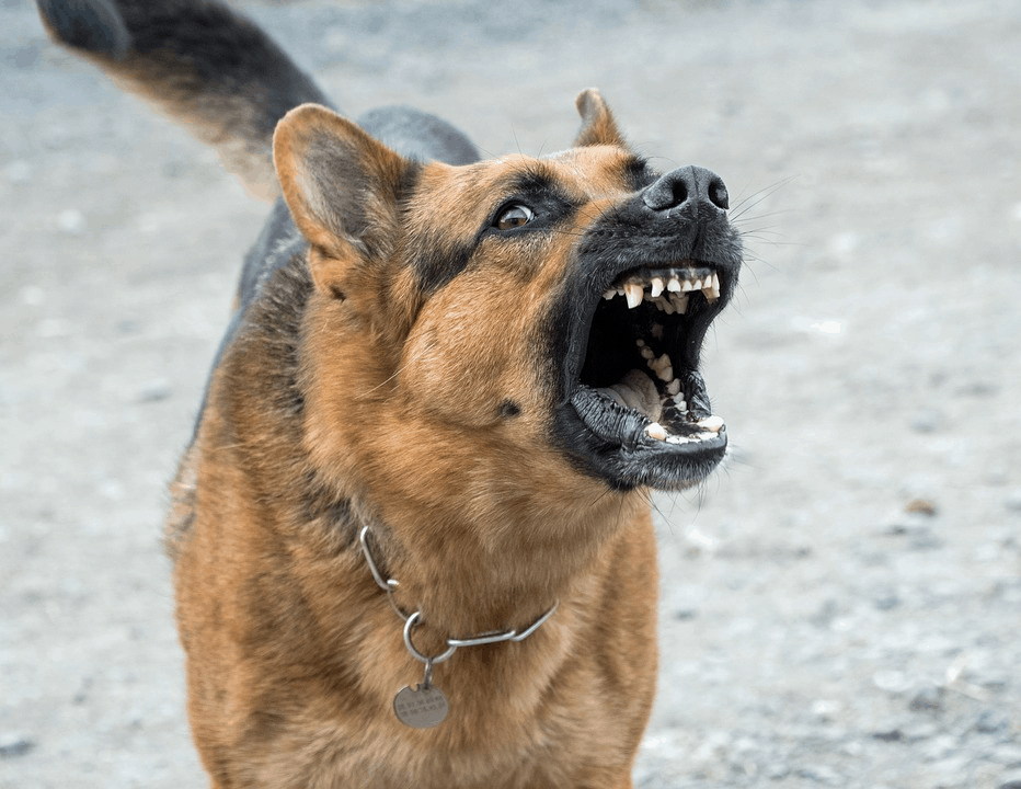 The Dog Descendants Who Survived Chernobyl Can be Adopted