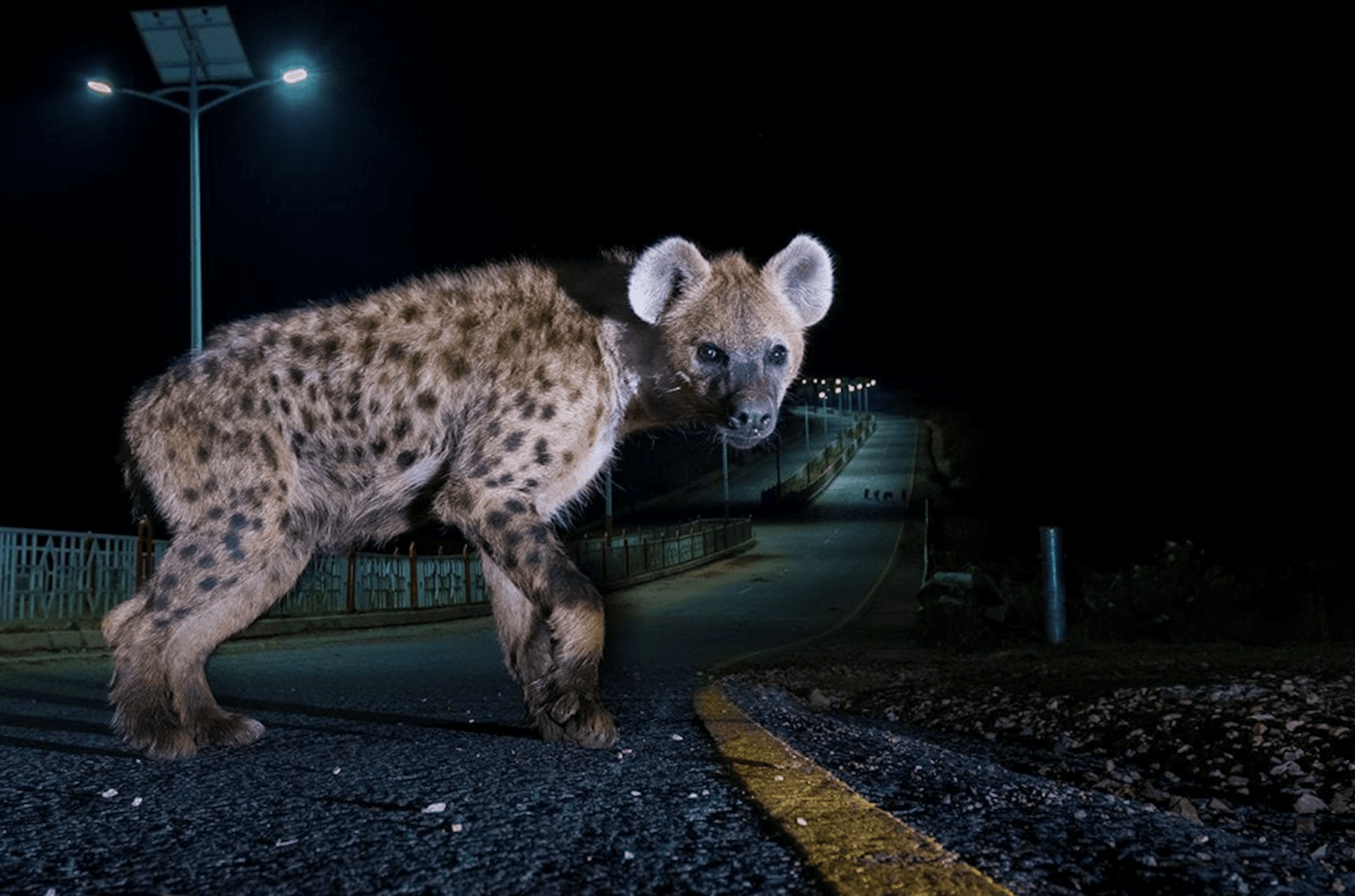 Rare Wildlife Photographs of Threatened Species