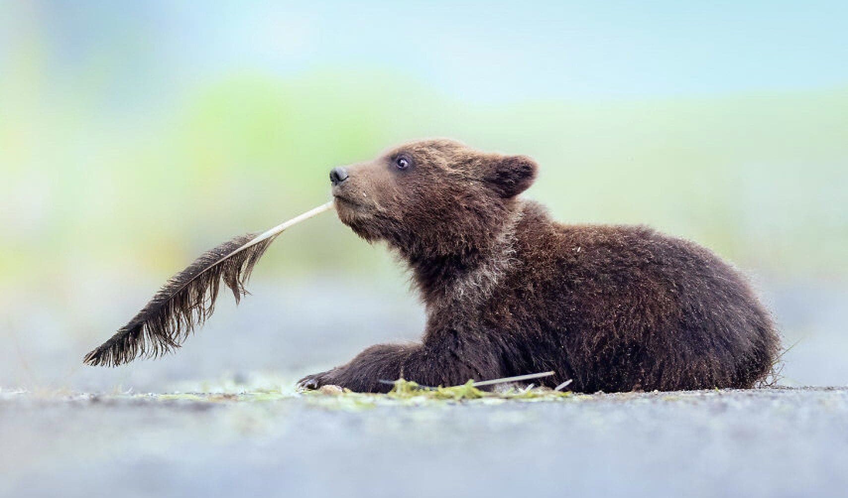 Here Are the Finalists for the Most Comedic Wildlife Photos of the Year