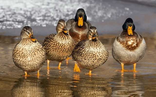 Over 3 Billion Birds Have Disappeared Since The 1970s