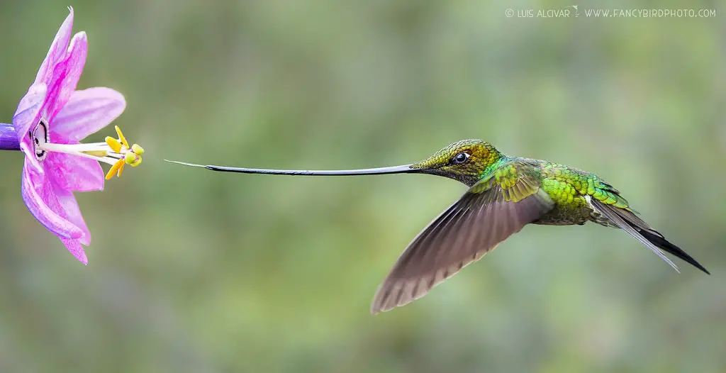 The Most Extreme Birds On The Planet