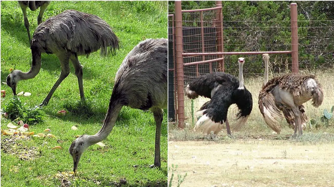 These Animal Species Don&#8217;t Live Near Each Other But Are Eerily Similar