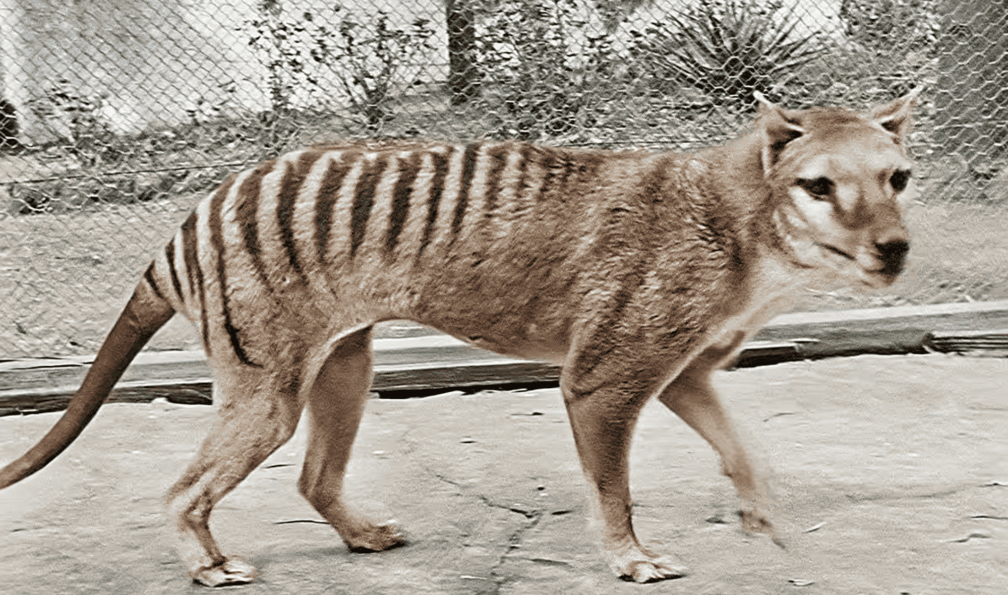 Facts About the Tasmanian Tiger &#038; The News That’s Changing Everything