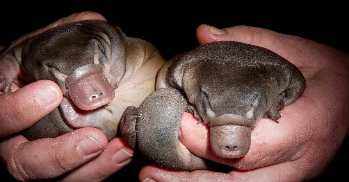 The Most Extreme Animal Babies In Nature