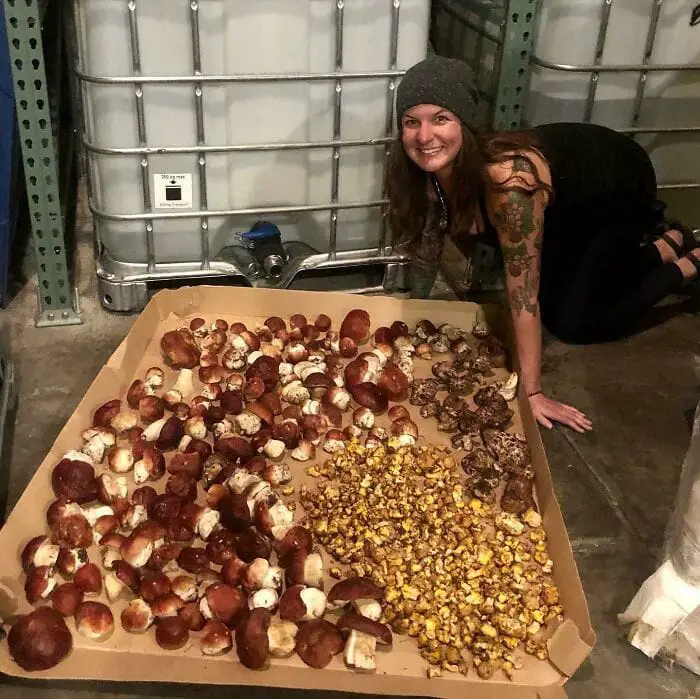 These People Found Mushrooms So Incredible, They Had to Take It to the Internet