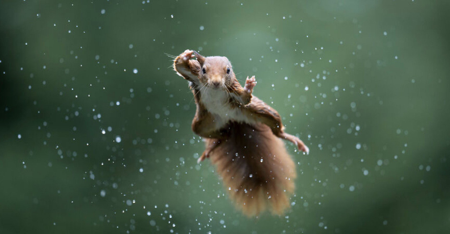 Here Are the Finalists for the Most Comedic Wildlife Photos of the Year