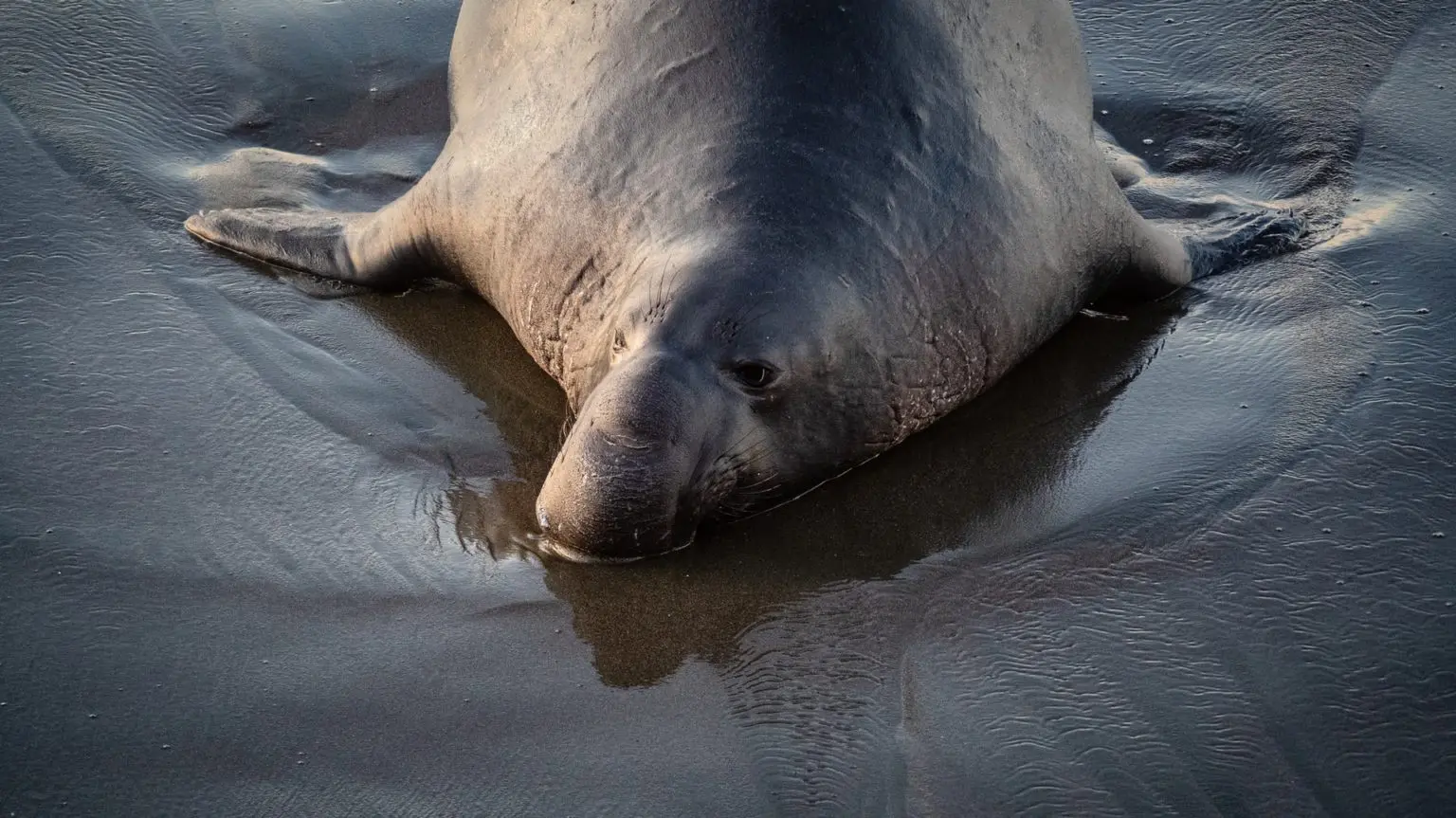 Wildlife Photographers Who Risked Their Lives For The Perfect Shot