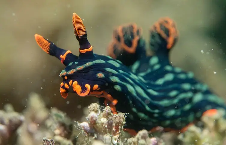 These Animals Have The Strangest Defense Mechanisms In Nature