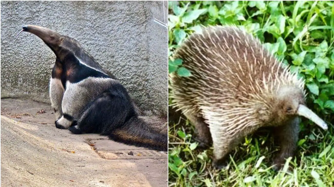 These Animal Species Don&#8217;t Live Near Each Other But Are Eerily Similar