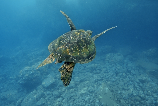 Extraordinary Animal Migration Journeys Across The World