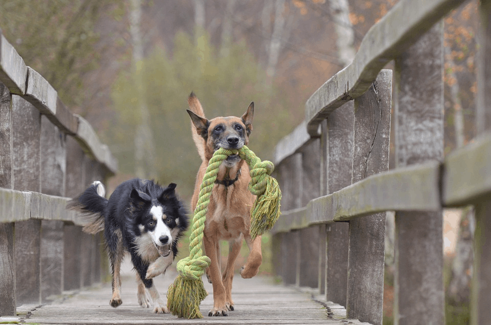 The Dog Descendants Who Survived Chernobyl Can be Adopted