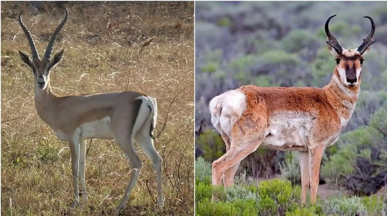 These Animal Species Don&#8217;t Live Near Each Other But Are Eerily Similar